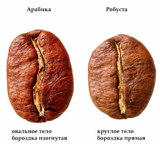 Арабика и робуста, в чем различие основных сортов кофе